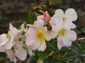 SALLY HOLMES (shrub)